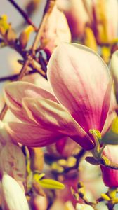 Preview wallpaper magnolia, flowers, petals, branch