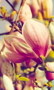 Preview wallpaper magnolia, flowers, petals, branch