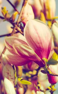 Preview wallpaper magnolia, flowers, petals, branch