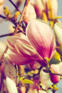 Preview wallpaper magnolia, flowers, petals, branch