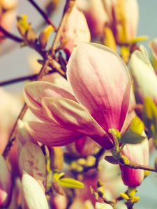 Preview wallpaper magnolia, flowers, petals, branch