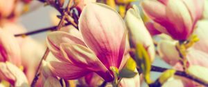 Preview wallpaper magnolia, flowers, petals, branch