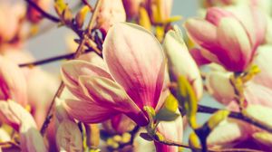 Preview wallpaper magnolia, flowers, petals, branch