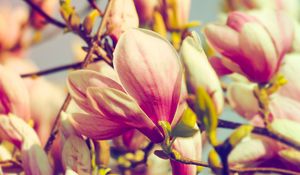 Preview wallpaper magnolia, flowers, petals, branch