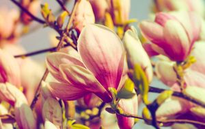 Preview wallpaper magnolia, flowers, petals, branch