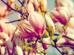 Preview wallpaper magnolia, flowers, petals, branch