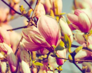 Preview wallpaper magnolia, flowers, petals, branch