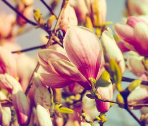 Preview wallpaper magnolia, flowers, petals, branch