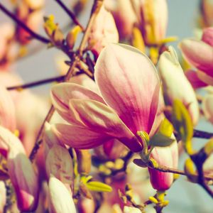 Preview wallpaper magnolia, flowers, petals, branch