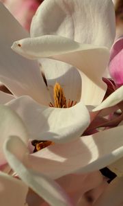 Preview wallpaper magnolia, flowers, petals, white