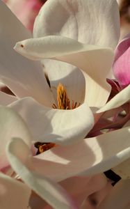 Preview wallpaper magnolia, flowers, petals, white