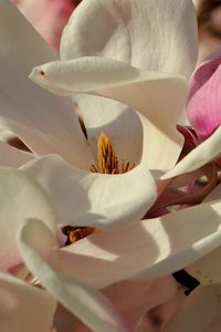 Preview wallpaper magnolia, flowers, petals, white