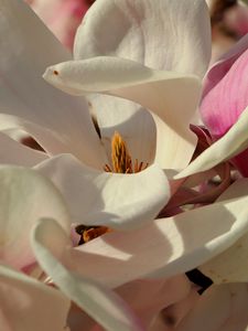 Preview wallpaper magnolia, flowers, petals, white