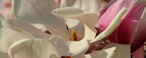 Preview wallpaper magnolia, flowers, petals, white
