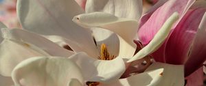 Preview wallpaper magnolia, flowers, petals, white