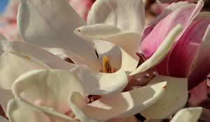 Preview wallpaper magnolia, flowers, petals, white