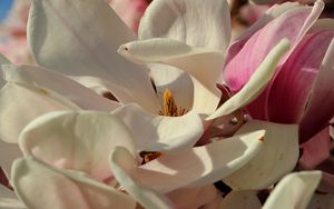 Preview wallpaper magnolia, flowers, petals, white