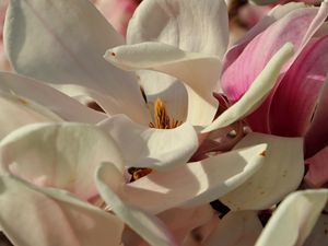 Preview wallpaper magnolia, flowers, petals, white