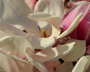 Preview wallpaper magnolia, flowers, petals, white