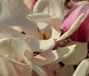 Preview wallpaper magnolia, flowers, petals, white