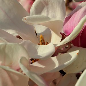 Preview wallpaper magnolia, flowers, petals, white