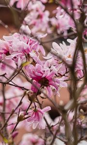 Preview wallpaper magnolia, flowers, petals, branches, pink
