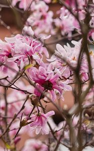 Preview wallpaper magnolia, flowers, petals, branches, pink
