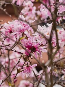 Preview wallpaper magnolia, flowers, petals, branches, pink