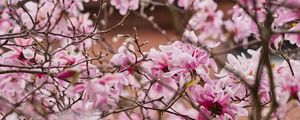 Preview wallpaper magnolia, flowers, petals, branches, pink