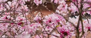 Preview wallpaper magnolia, flowers, petals, branches, pink