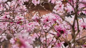Preview wallpaper magnolia, flowers, petals, branches, pink