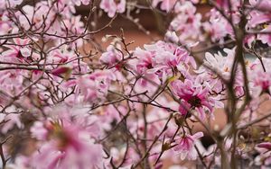 Preview wallpaper magnolia, flowers, petals, branches, pink