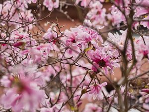 Preview wallpaper magnolia, flowers, petals, branches, pink