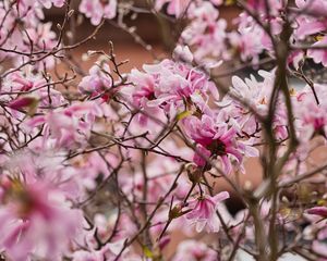 Preview wallpaper magnolia, flowers, petals, branches, pink