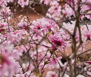 Preview wallpaper magnolia, flowers, petals, branches, pink