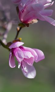 Preview wallpaper magnolia, flowers, petals, macro, pink