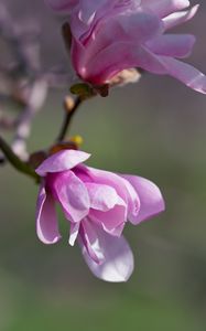 Preview wallpaper magnolia, flowers, petals, macro, pink