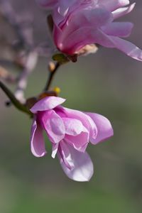 Preview wallpaper magnolia, flowers, petals, macro, pink