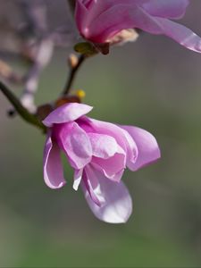 Preview wallpaper magnolia, flowers, petals, macro, pink