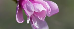 Preview wallpaper magnolia, flowers, petals, macro, pink