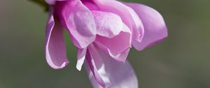 Preview wallpaper magnolia, flowers, petals, macro, pink