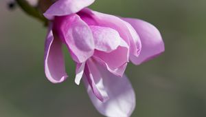 Preview wallpaper magnolia, flowers, petals, macro, pink