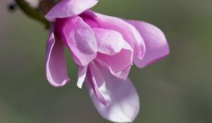 Preview wallpaper magnolia, flowers, petals, macro, pink