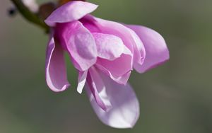 Preview wallpaper magnolia, flowers, petals, macro, pink