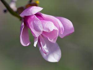 Preview wallpaper magnolia, flowers, petals, macro, pink