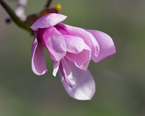 Preview wallpaper magnolia, flowers, petals, macro, pink