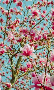 Preview wallpaper magnolia, flowers, pink, tree, bloom