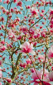 Preview wallpaper magnolia, flowers, pink, tree, bloom