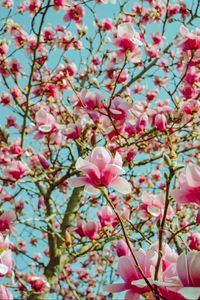Preview wallpaper magnolia, flowers, pink, tree, bloom