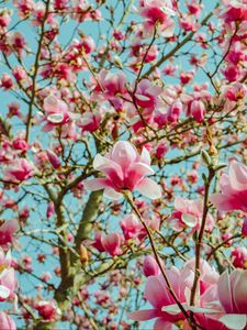 Preview wallpaper magnolia, flowers, pink, tree, bloom